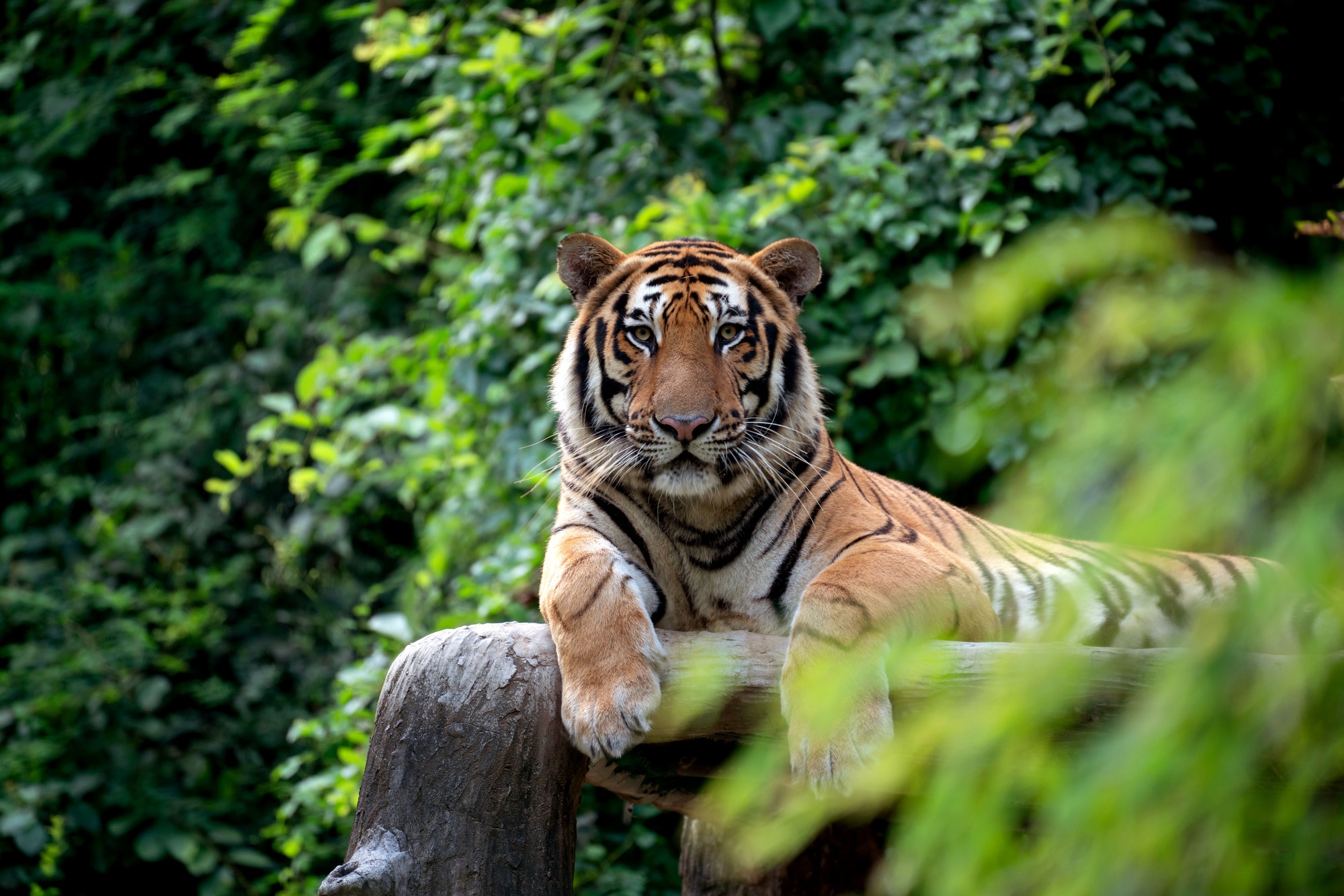 Tigre deitado em pedra dentro da floresta