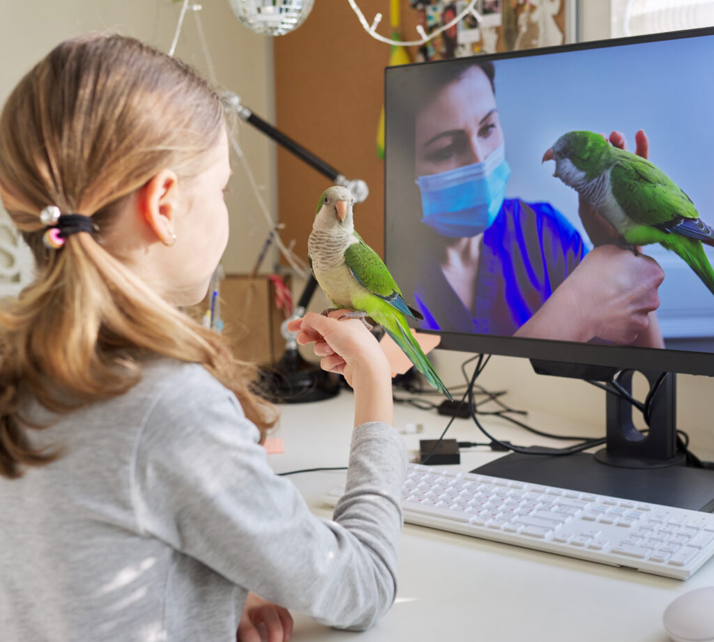 Menina com pássaro observa imagem em desktop